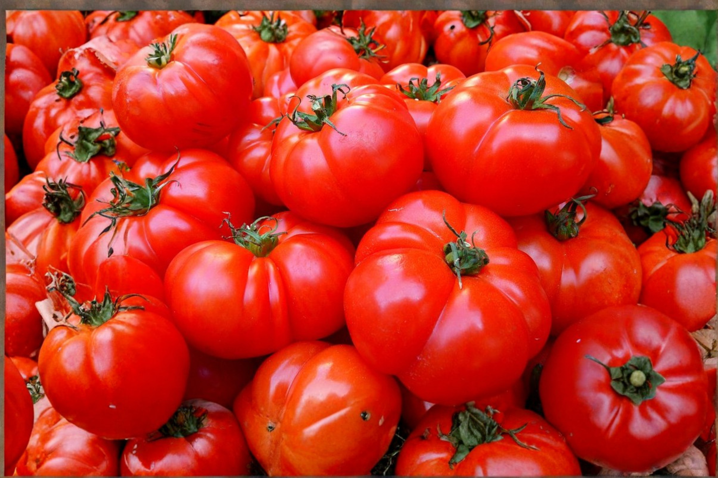 Heirloom Tomato Live Starter Plants – Set of 2 – 4+ Inches Tall – Solanum lycopersicum