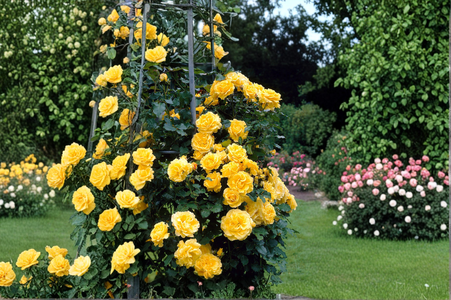 Golden Shower Climbing Rose Plant 2 Gal – Yellow Climbing Rose Bush for Garden Trellis Fence Outdoor Landscape No Ship CA
