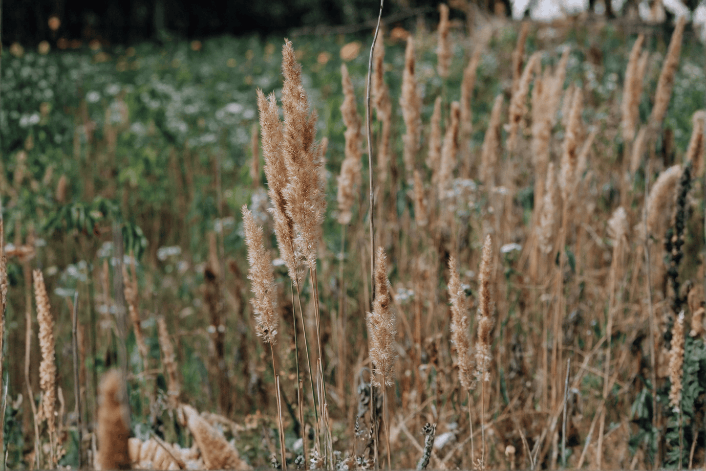 Little Nootka Reed Grass 1 Gallon Live Plant – Calamagrostis nutkaensis × foliosa ‘Little Nootka’