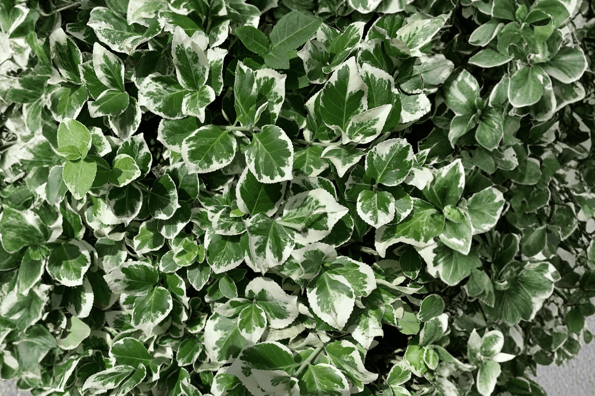 Emerald Gaiety Euonymus 1 Live Plant – Euonymus fortunei ‘Emerald Gaiety’ – Quart Pot