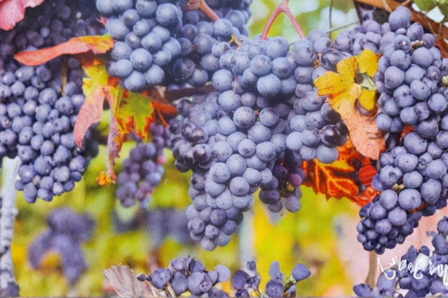 Fredonia Grape Vine Live Plant 1 Gallon – Purple Grape Plant for Home Garden, Outdoor Fruit Vine for Trellis Vineyard
