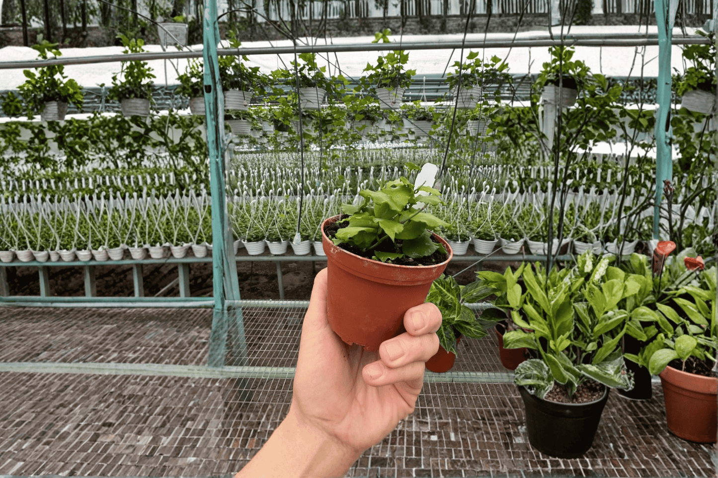 2 Hoya endauensis Live Plants in 4-Inch Pots – Established Houseplants (Hoya endauensis)