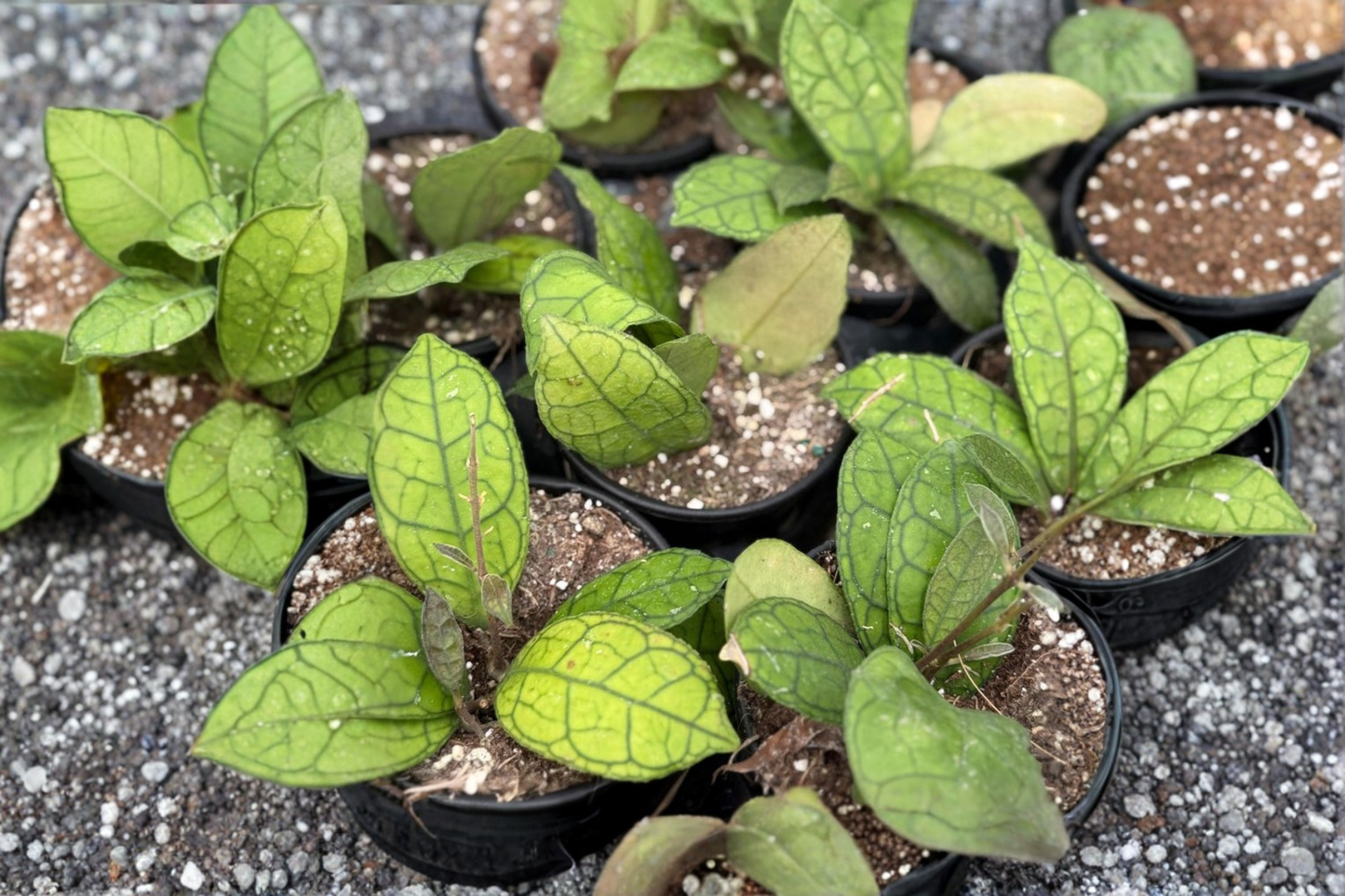 Hoya Finlaysonii Live Plant Rare Hoya Starter Houseplant Tropical Indoor Plant in 4 Inch Pot Gift