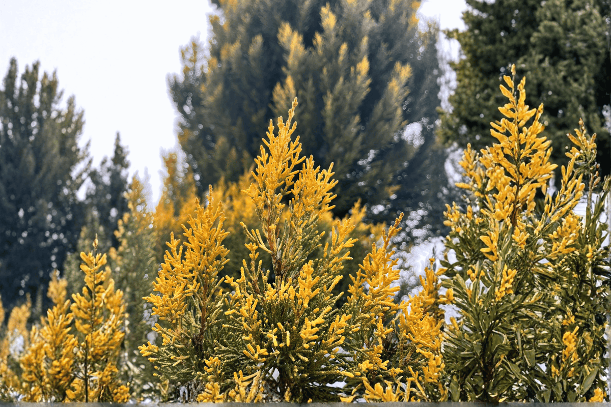 Crippsii Golden False Cypress 1 Live Plant – Chamaecyparis obtusa ‘Crippsii’ – 3 Gallon Pot
