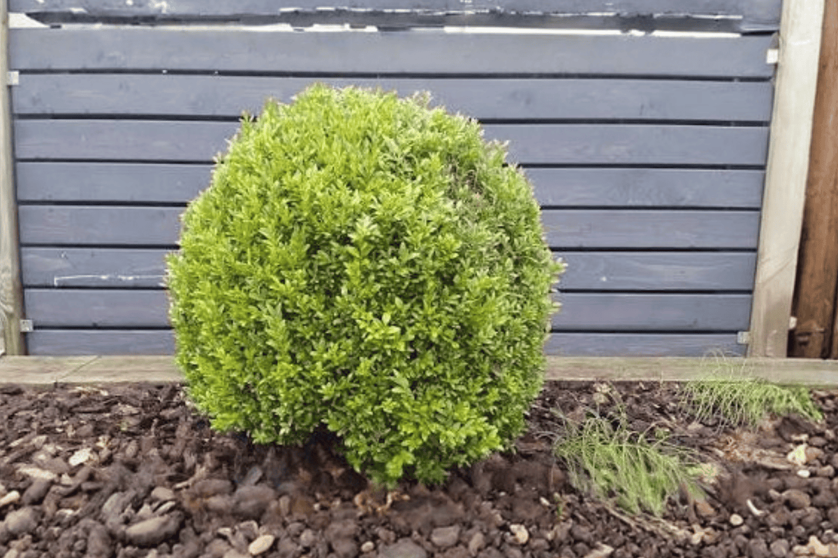 Green Gem Boxwood 10 Inch Live Plant – Buxus ‘Green Gem’ – 2 Gallon Pot