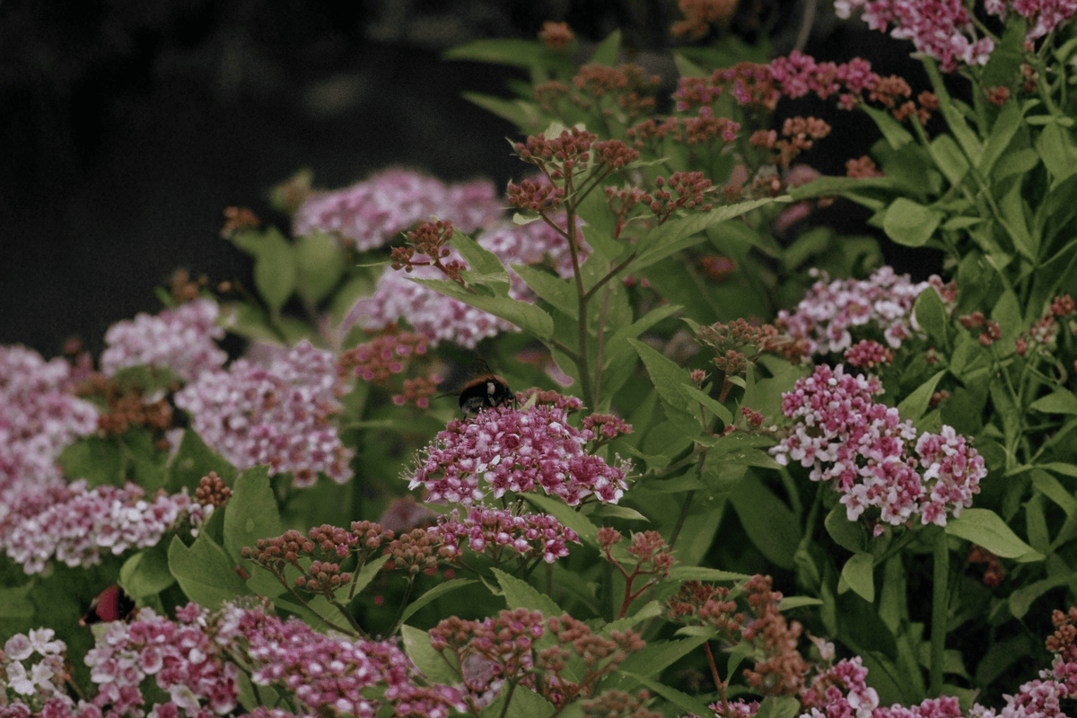 Double Play Red Spirea 1 Live Plant – Spiraea japonica Double Play® Red – 3 Gallon Pot