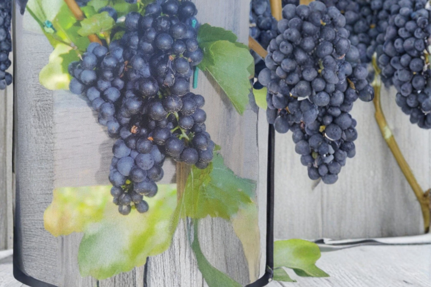 Mars Seedless Grape Vine Live Plant 1 Gallon, Seedless Grape Vine for Garden Vineyard, Climbing Fruit Vine