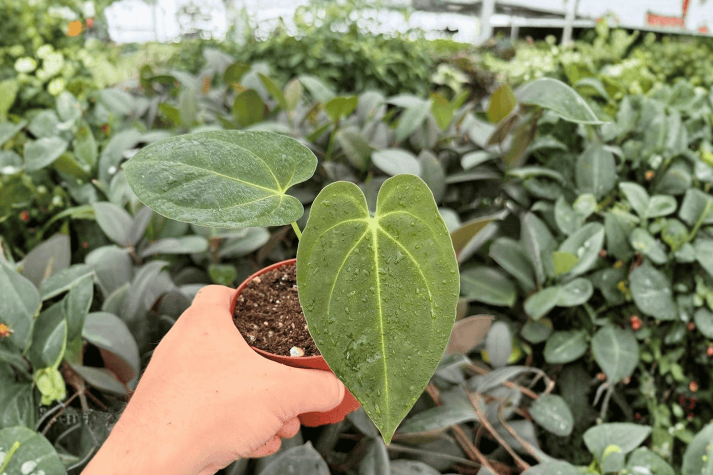 Anthurium Fort Sherman x Dark Silver 2 Exact Live Plants – 4-Inch Pots