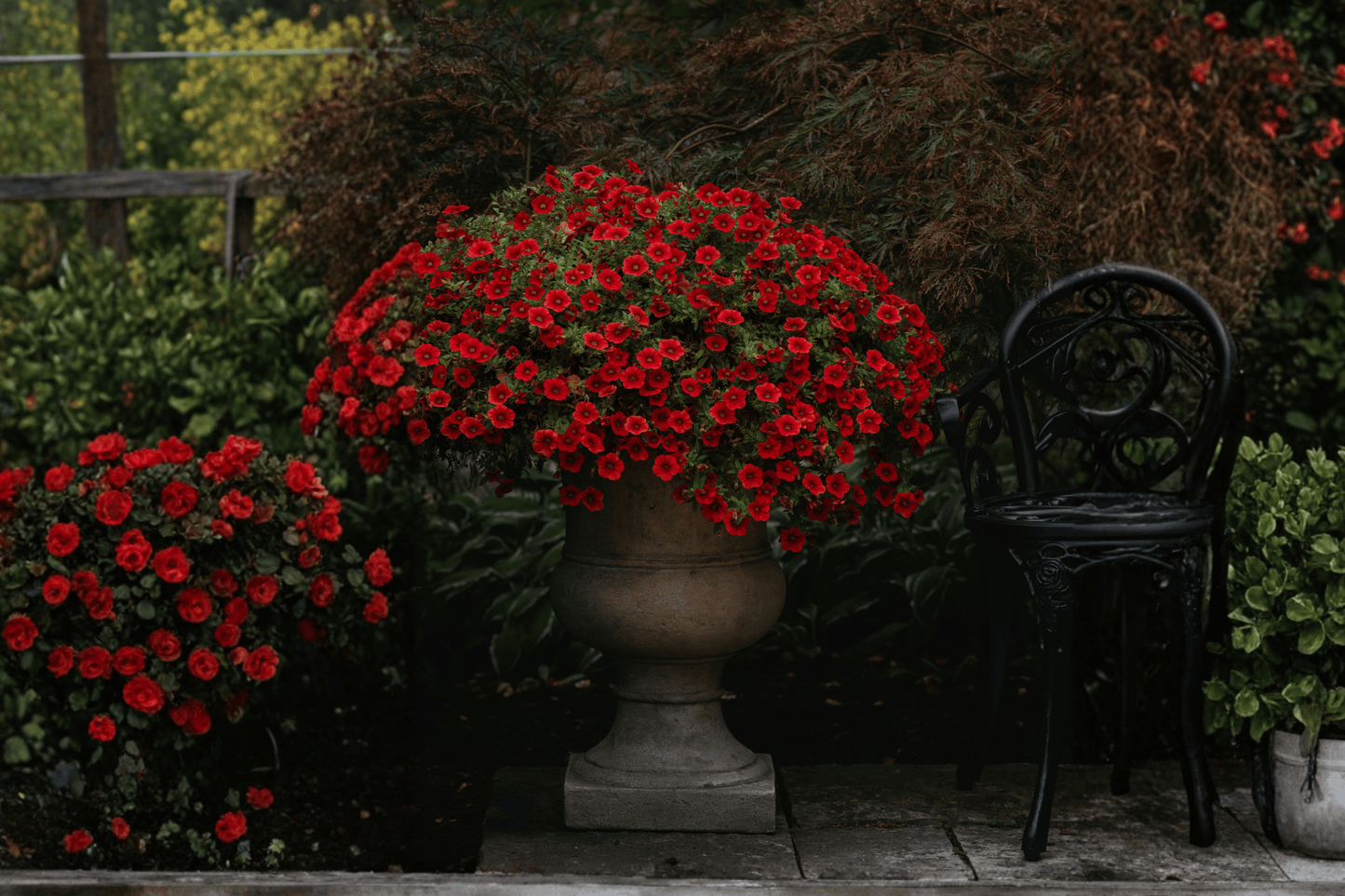 Colibri Bright Red Million Bells 1 Live Plant – 4-Inch Pot – Calibrachoa ‘Bright Red’