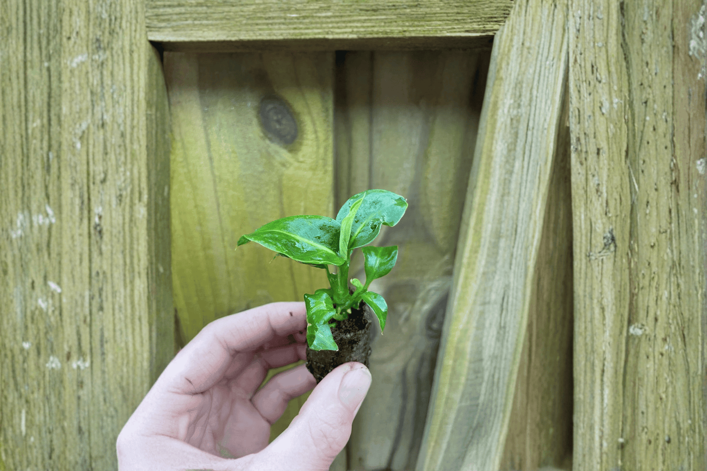 2 Dieffenbachia 'Green Magic' Starter Plants – Live Dumb Cane Houseplants