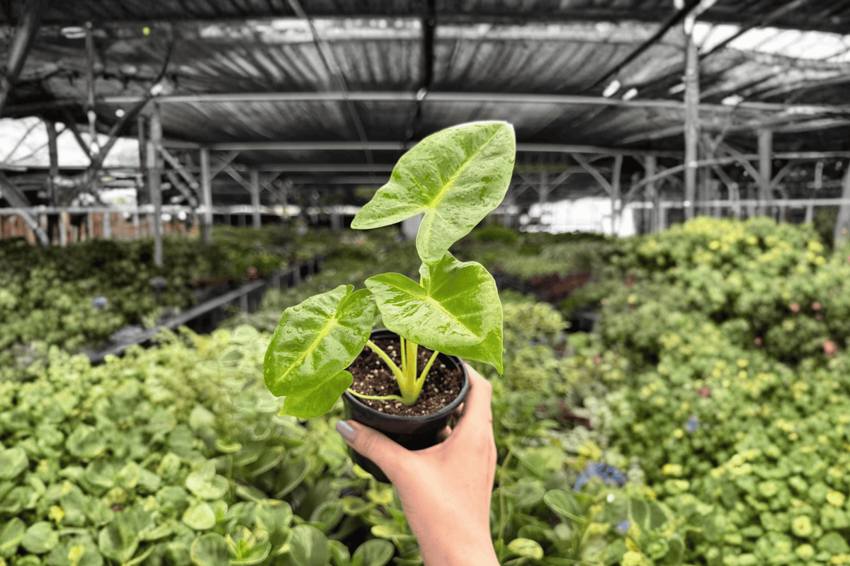Alocasia Lutea 2 Exact Live Plants – Alocasia macrorrhizos ‘Lutea’ 4” Bare Root