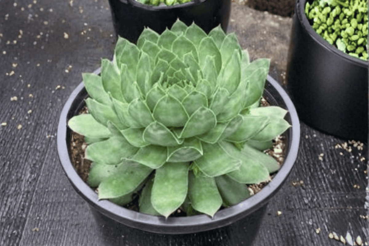 SuperSemps Emerald Hens and Chicks 1 Live Plant – 4-Inch Pot – Sempervivum ‘Emerald’