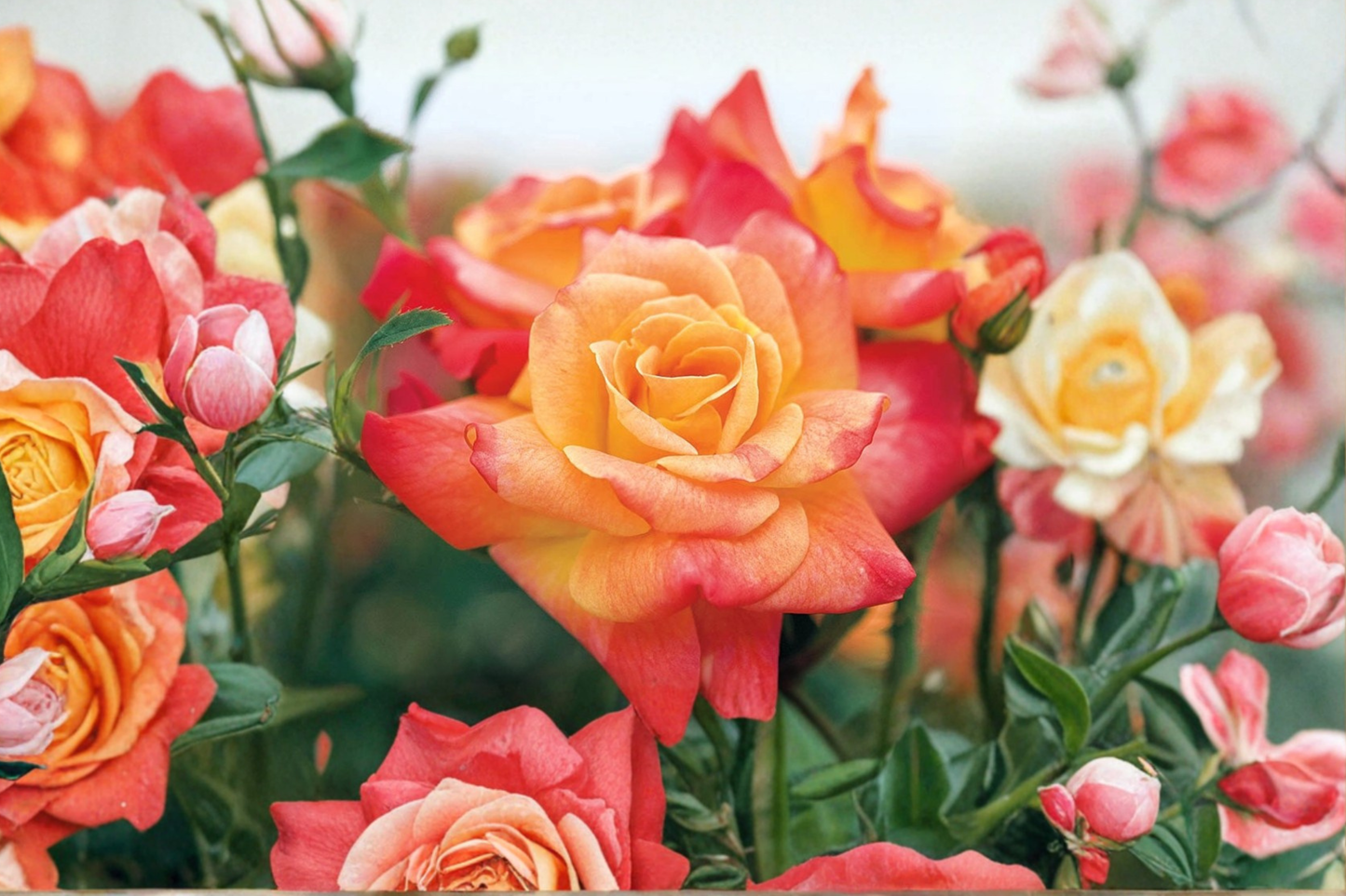 Josephs Coat Climbing Rose Live Plant 2 Gallon Yellow Red Rose Bush for Garden Outdoor Flowering Climbing Shrub