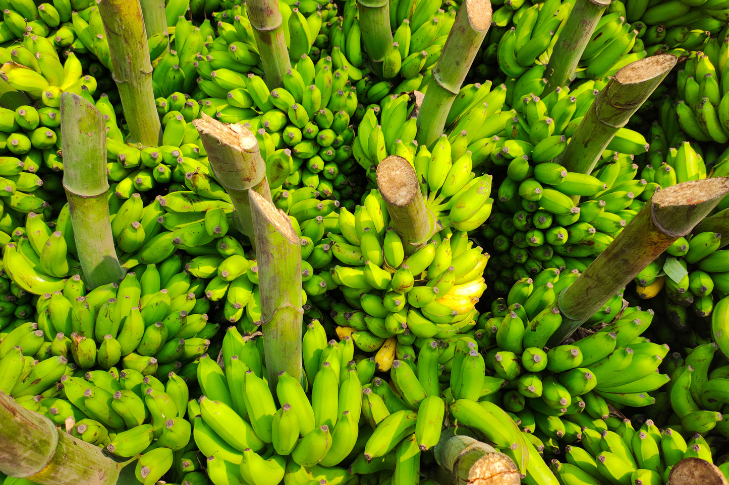 Gran Nain Banana Tree Starter Plug Live Plant – Musa Banana – Bare Root