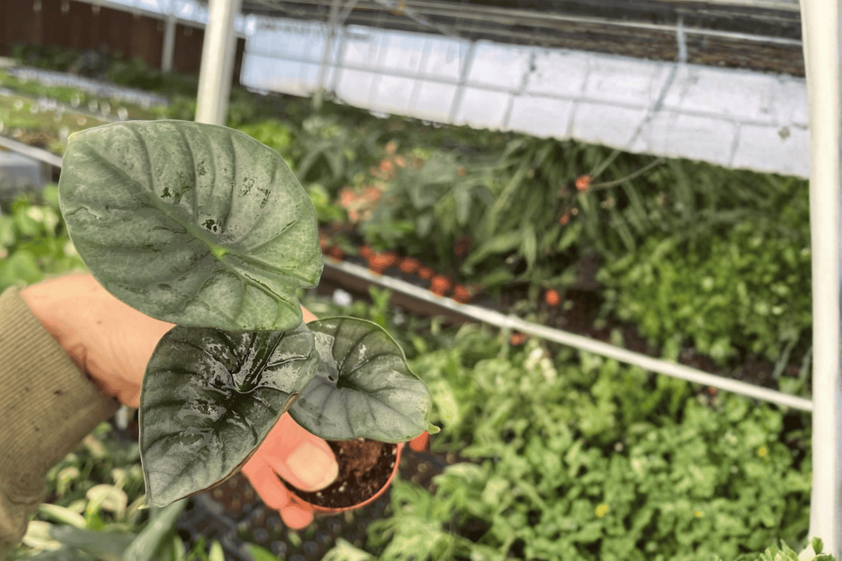 2 Alocasia Nebula Imperialis Starter Plants – 2” Pot Size – Alocasia nebula ‘Imperialis’