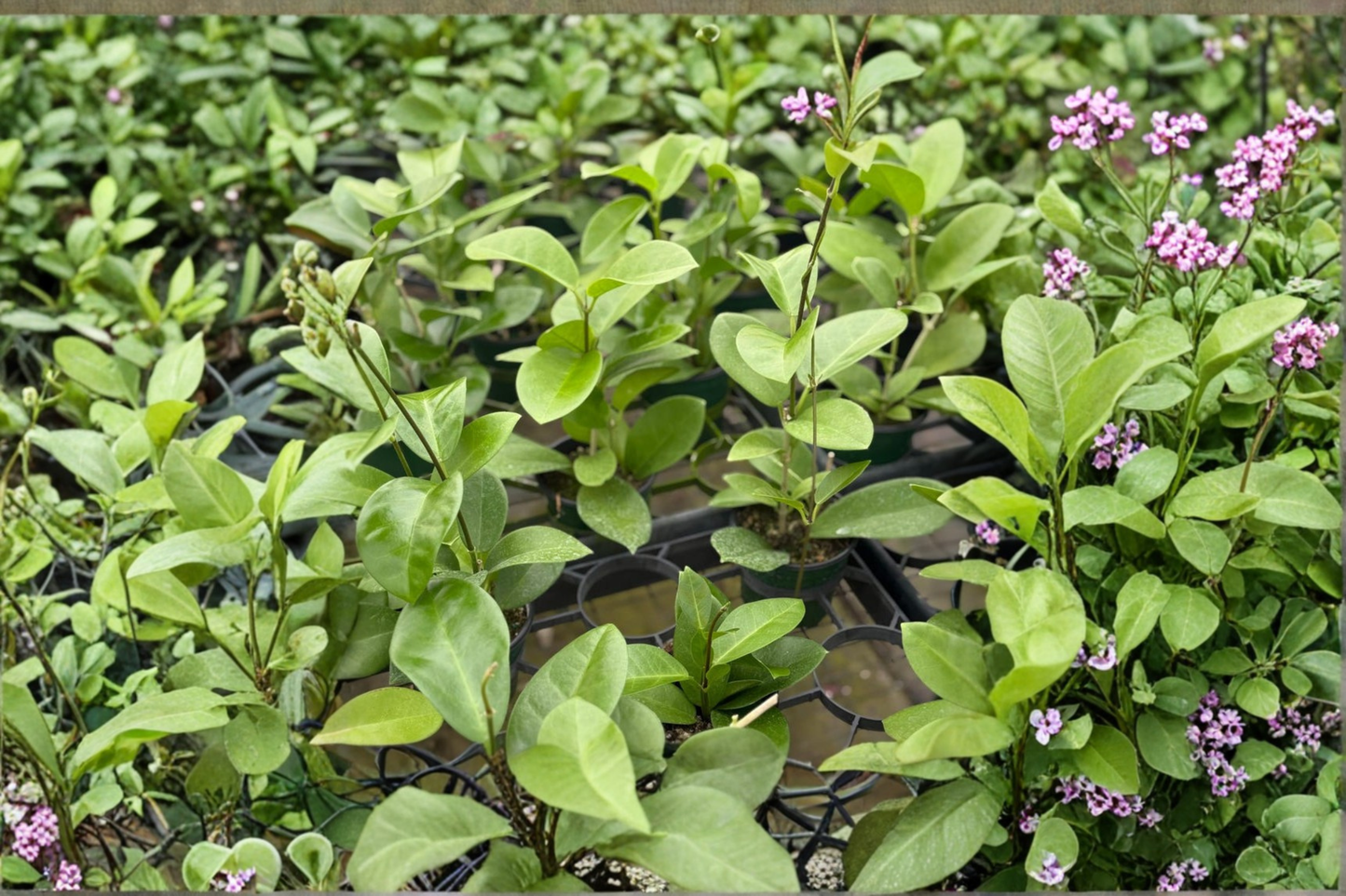 Hoya Skinneriana Live Plant Rare Hoya Starter Houseplant Tropical Indoor Plant in 4 Inch Pot Gift