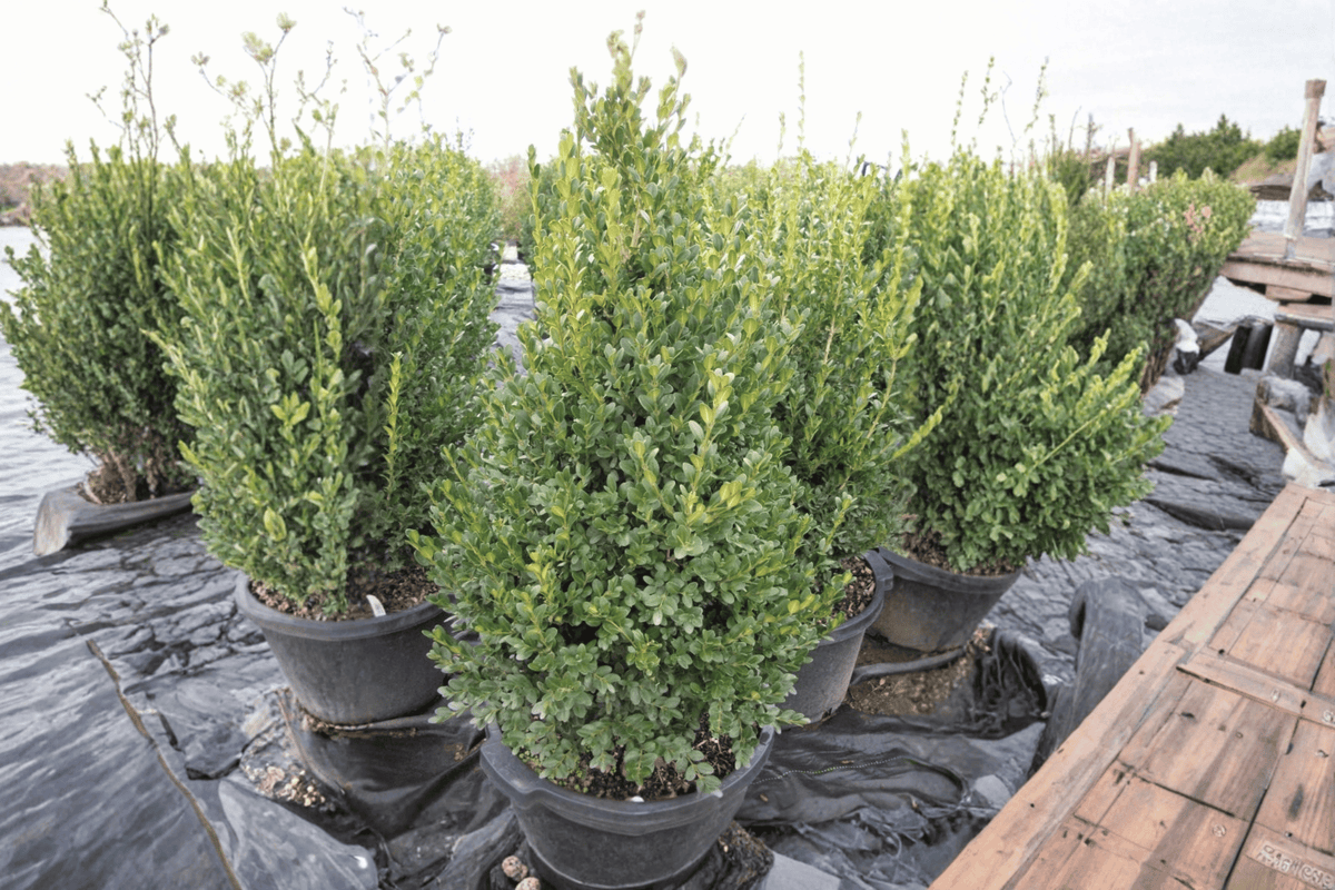Green Mountain Boxwood 1 Live Plant – Buxus ‘Green Mountain’ – 18″ Pyramid – 3 Gallon Pot