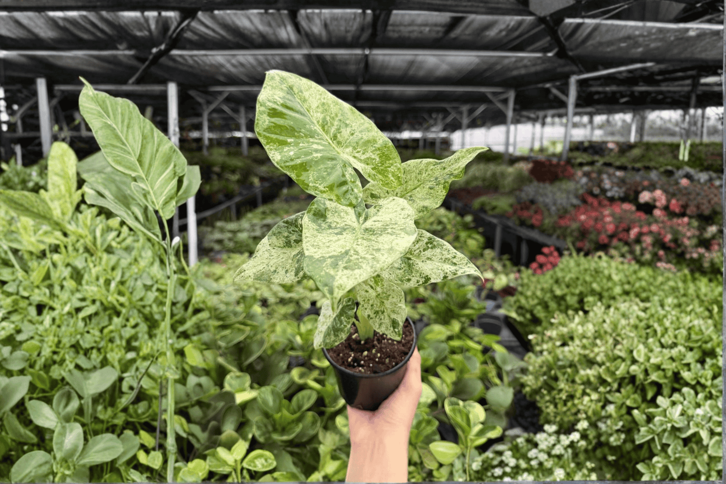 2 Exact Alocasia odora 'Batik Snow' Variegated Live Plants in 4-Inch Pots