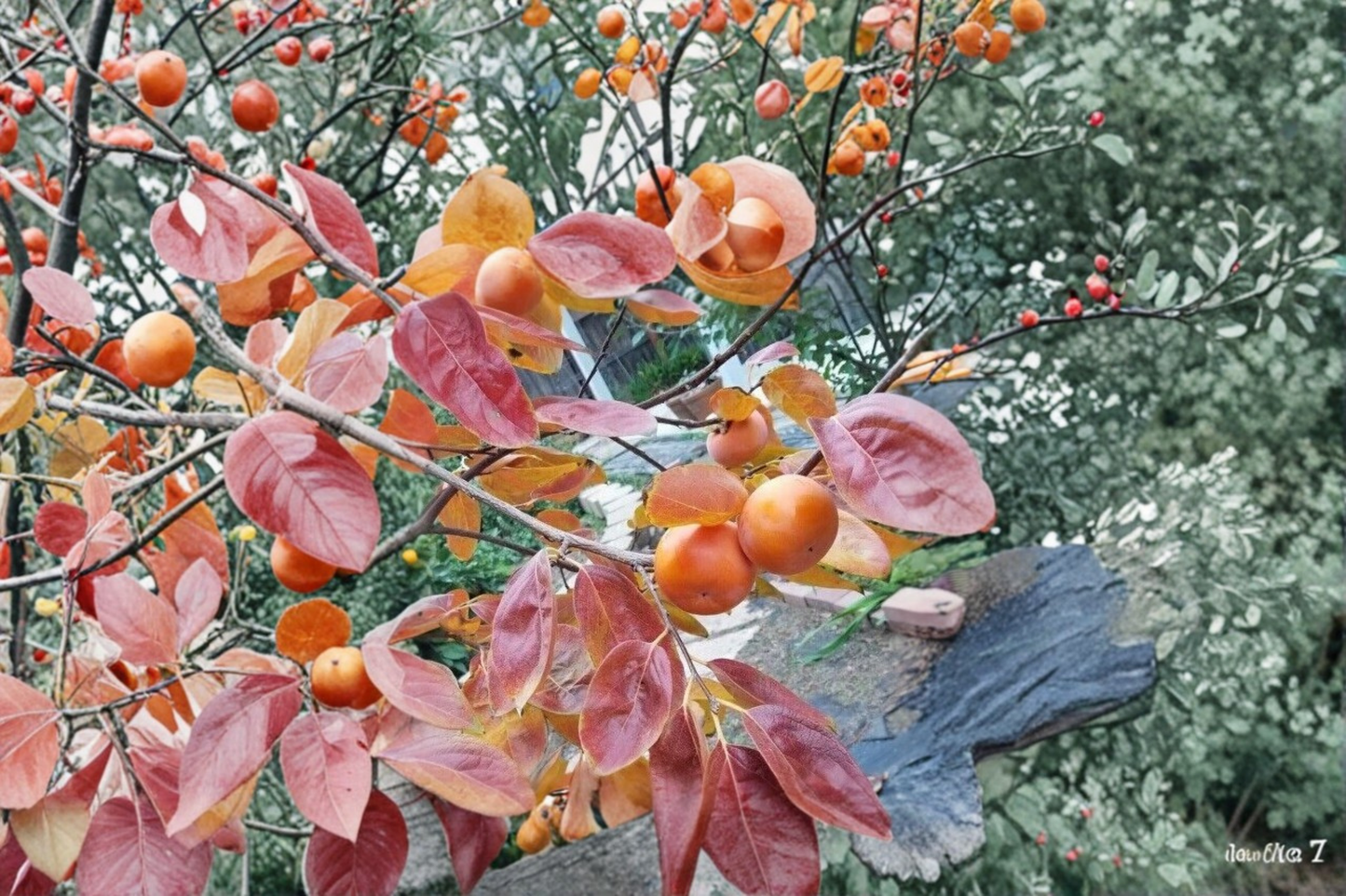 Fuyu Persimmon Tree 4-6 Ft Live Plant – Sweet Non Astringent Fruit Tree for Home Garden Backyard Orchard No Ship CA