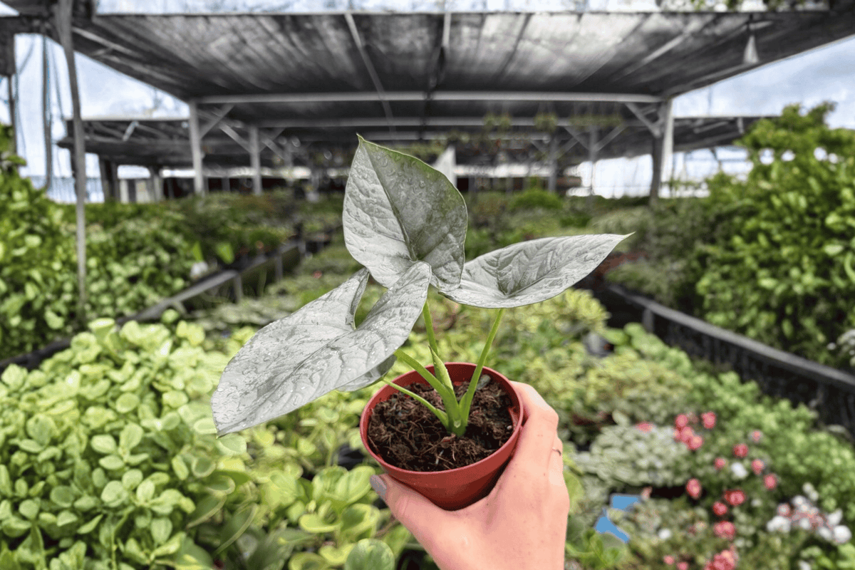 Alocasia reginae 2 Exact Live Plants – Specific 4-Inch Pots – Alocasia reginae