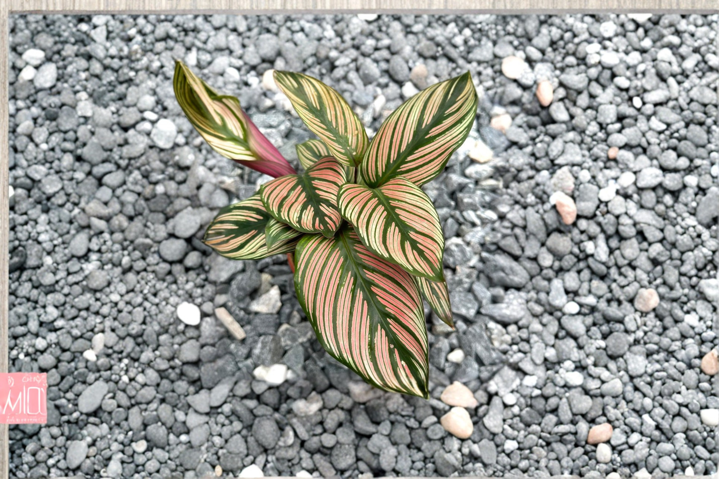 Calathea White Star Live Plant Rooted White Star Calathea 3 Inch Pot Pet Friendly Indoor Tropical Houseplant