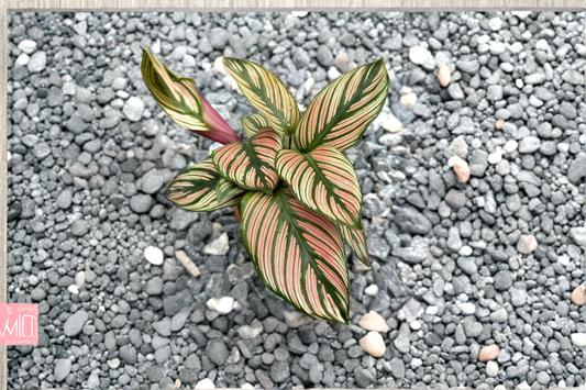 Calathea White Star Live Plant Rooted White Star Calathea 3 Inch Pot Pet Friendly Indoor Tropical Houseplant