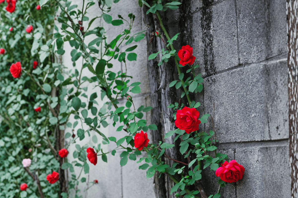 Blaze Climbing Rose – 1 Live Flowering Rose Plant, 1-Gallon Size – Rosa ‘Blaze’
