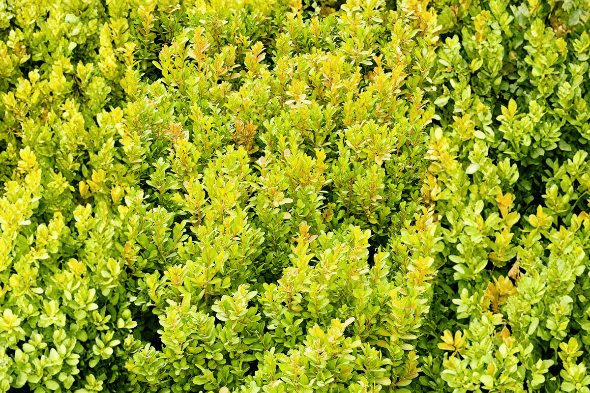 Little Missy Boxwood 10–12 Inch Live Plant – Buxus ‘Little Missy’ – 3 Gallon Pot