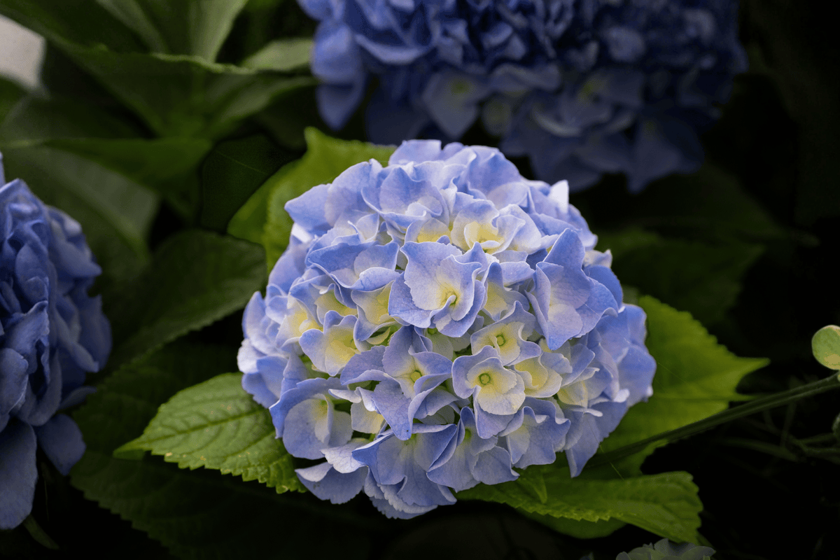 Azure Skies Bigleaf Hydrangea 1 Live Flowering Shrub, 3 Gallon – Hydrangea macrophylla ‘Azure Skies’
