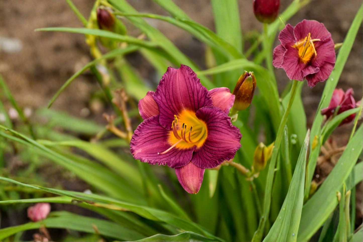 Purple De Oro Daylily Bare Root 3 Pack – Hemerocallis Purple Yellow Reblooming Perennial Flower Garden Plant