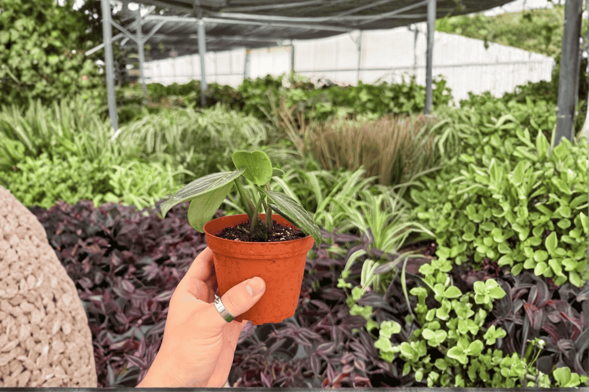 Peperomia Maculosa 2 Exact Live Plants – 4-Inch Pots – Peperomia maculosa