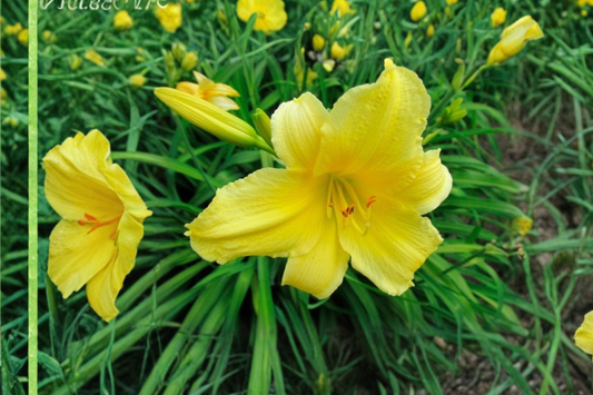 Daylily ‘Suzie Wong’ 3 Bare Root Plants – Dark Red Hemerocallis Perennial for Summer Garden Flowers