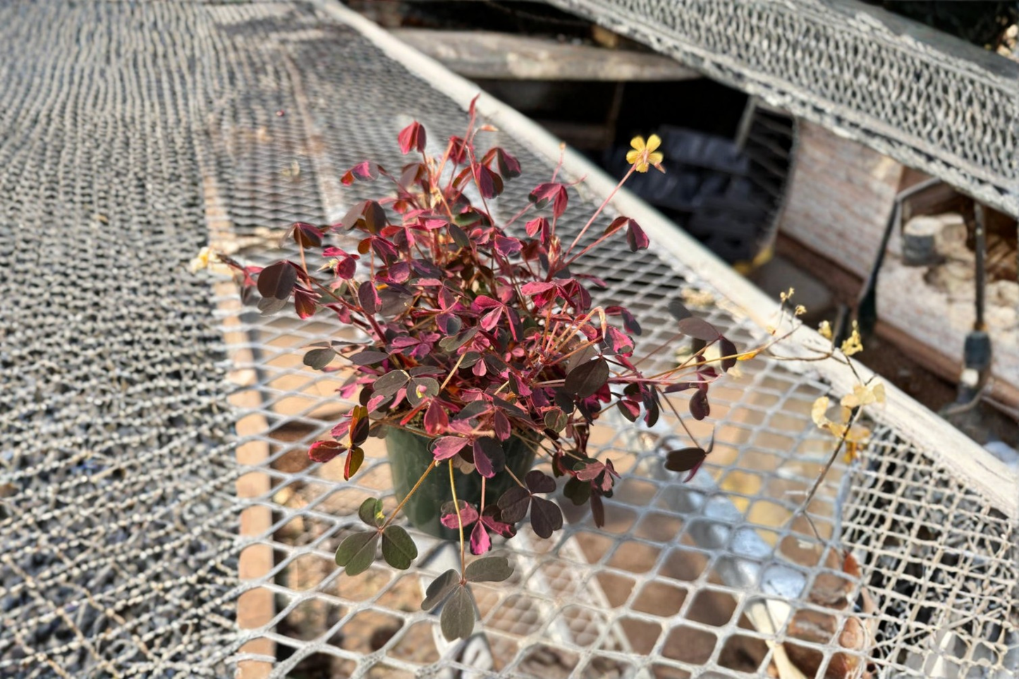 Oxalis Plum Crazy Starter Plant Purple Shamrock Live Houseplant Indoor Outdoor Decor