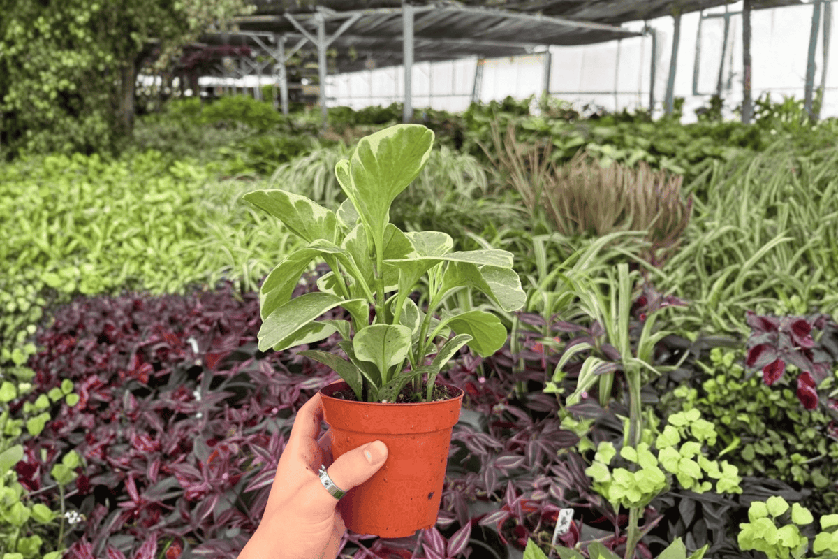 Variegated Peperomia Obtusifolia 2 Exact Live Plants – 4-Inch Pots