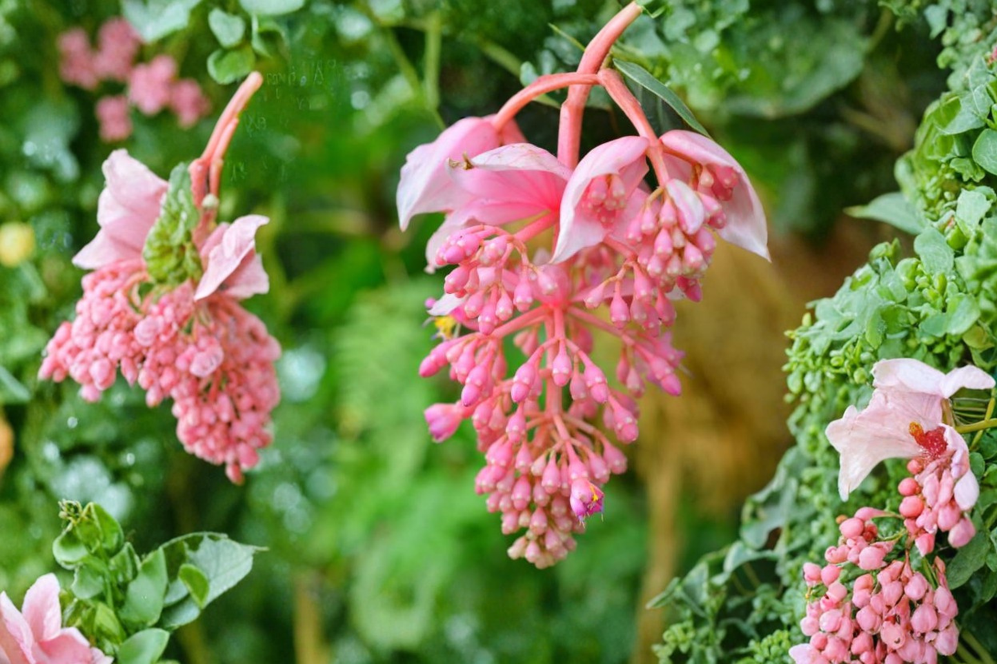 Royal Chandelier Medinilla magnifica Live Starter Plant – Bare Root – Rare Tropical Plant