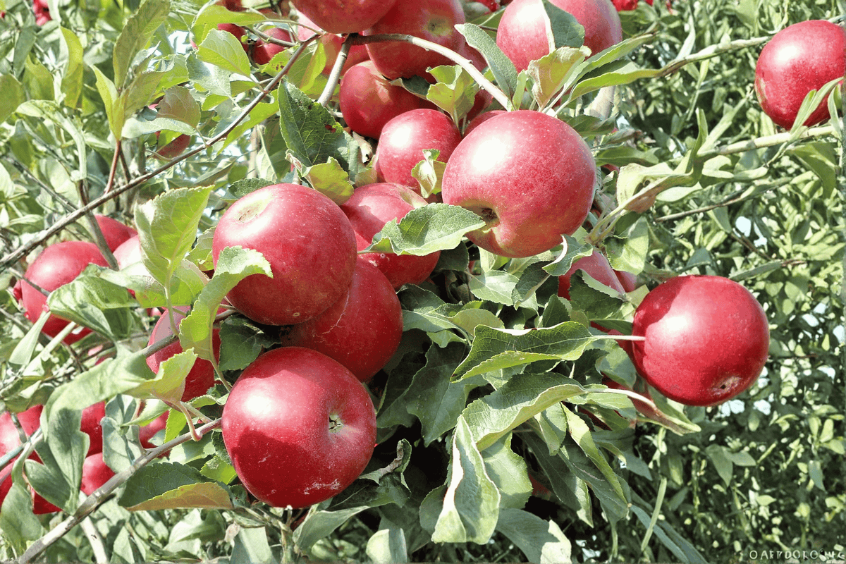 Jonathan Apple 1 Live Fruit Tree, 3 Gallon Pot, 36 Inches Tall – Malus domestica ‘Jonathan’