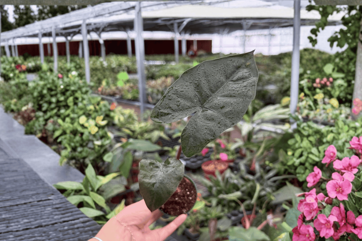 Alocasia Plumbae Metallica – 2 Live Starter Plants, 2-Inch Size – Alocasia plumbea ‘Metallica’