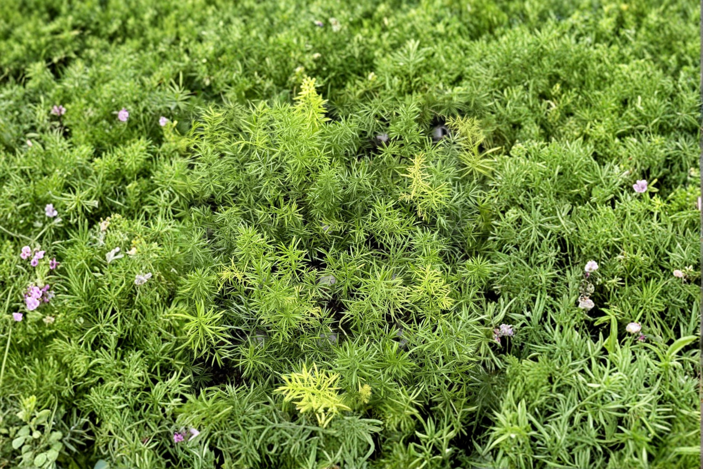 Foxtail Fern Live Plant Tropical Indoor Outdoor Houseplant Fully Rooted Fox Tail Fern Starter Plant in 2 Inch Pot