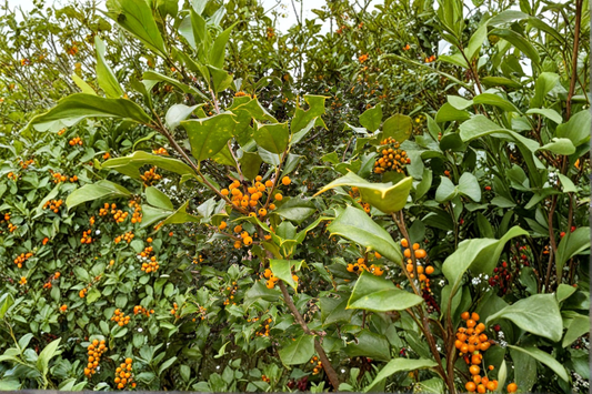 Goldie American Holly Live Plant Quart Pot Yellow Berry Evergreen Shrub Female Holly Landscape Garden Plant