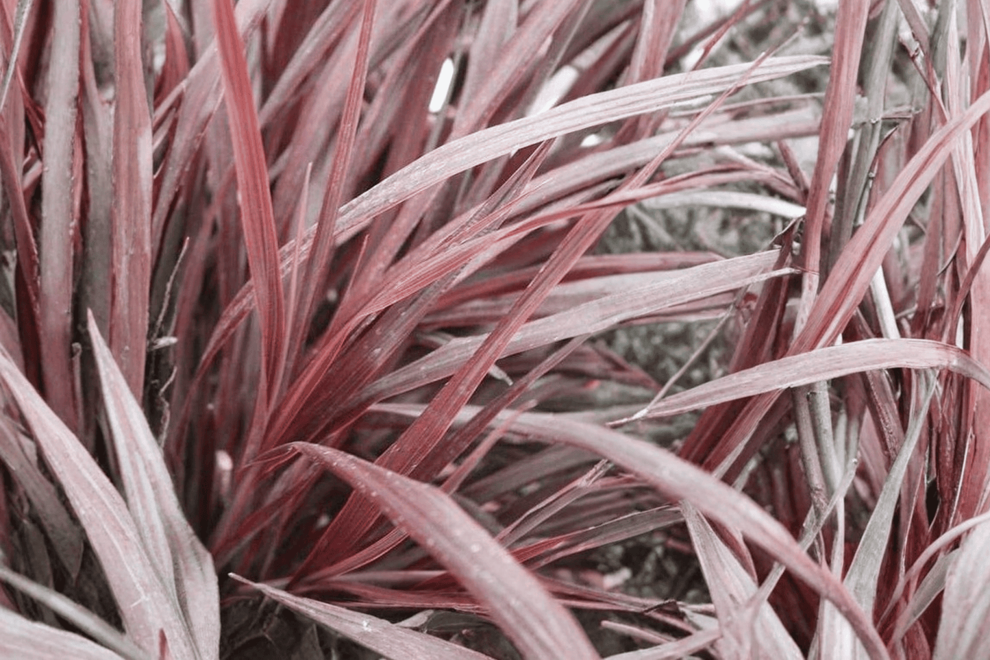 Design-a-Line Burgundy Torbay Palm 1 Gallon Live Plant – Cordyline ‘Design-a-Line Burgundy’