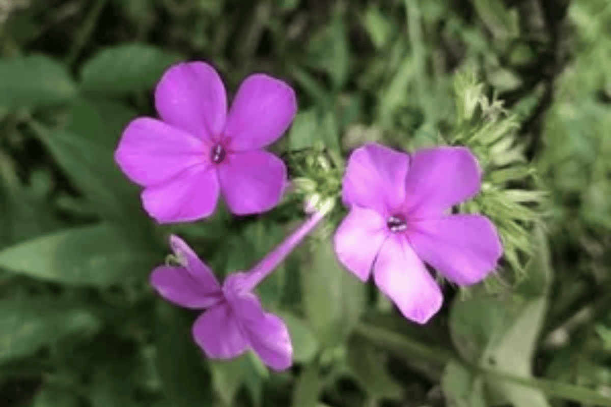 Pro Lilac Garden Phlox 1 Live Plant – Phlox paniculata ‘Flame Lilac’ – Quart Pot
