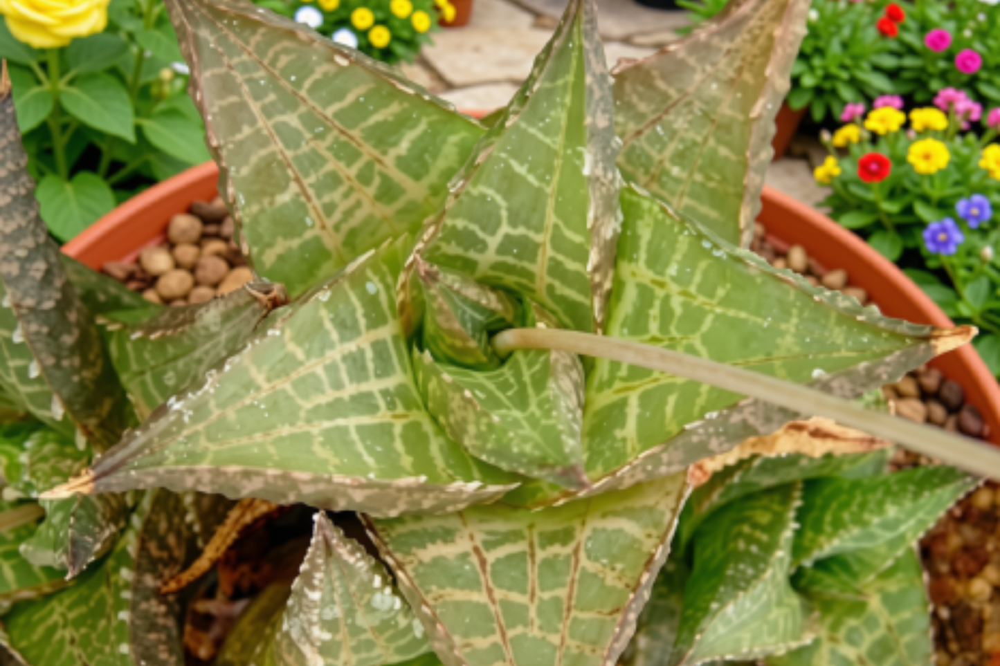 Haworthia Venosa Tessellata Live Succulent – 2-Inch Pot – Haworthia venosa subsp. tessellata