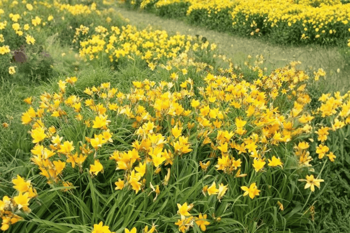 Happy Returns Daylily 1 Gallon Live Plant – Hemerocallis ‘Happy Happy Returns’
