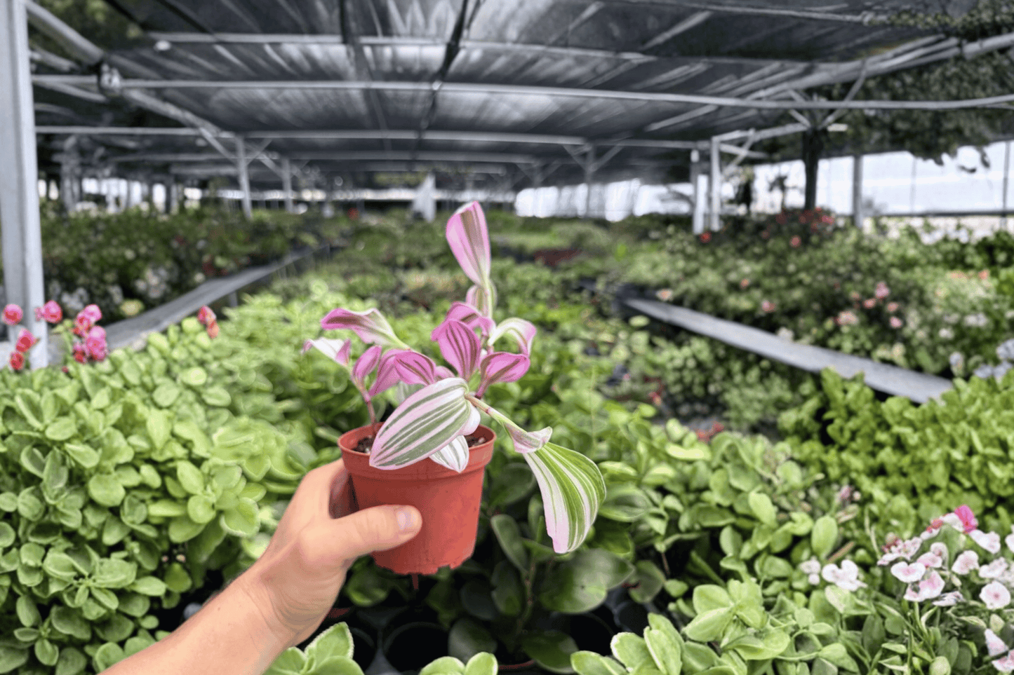 Tradescantia Nanouk 2 Exact Live Plants – 4-Inch Pots – Tradescantia ‘Nanouk’