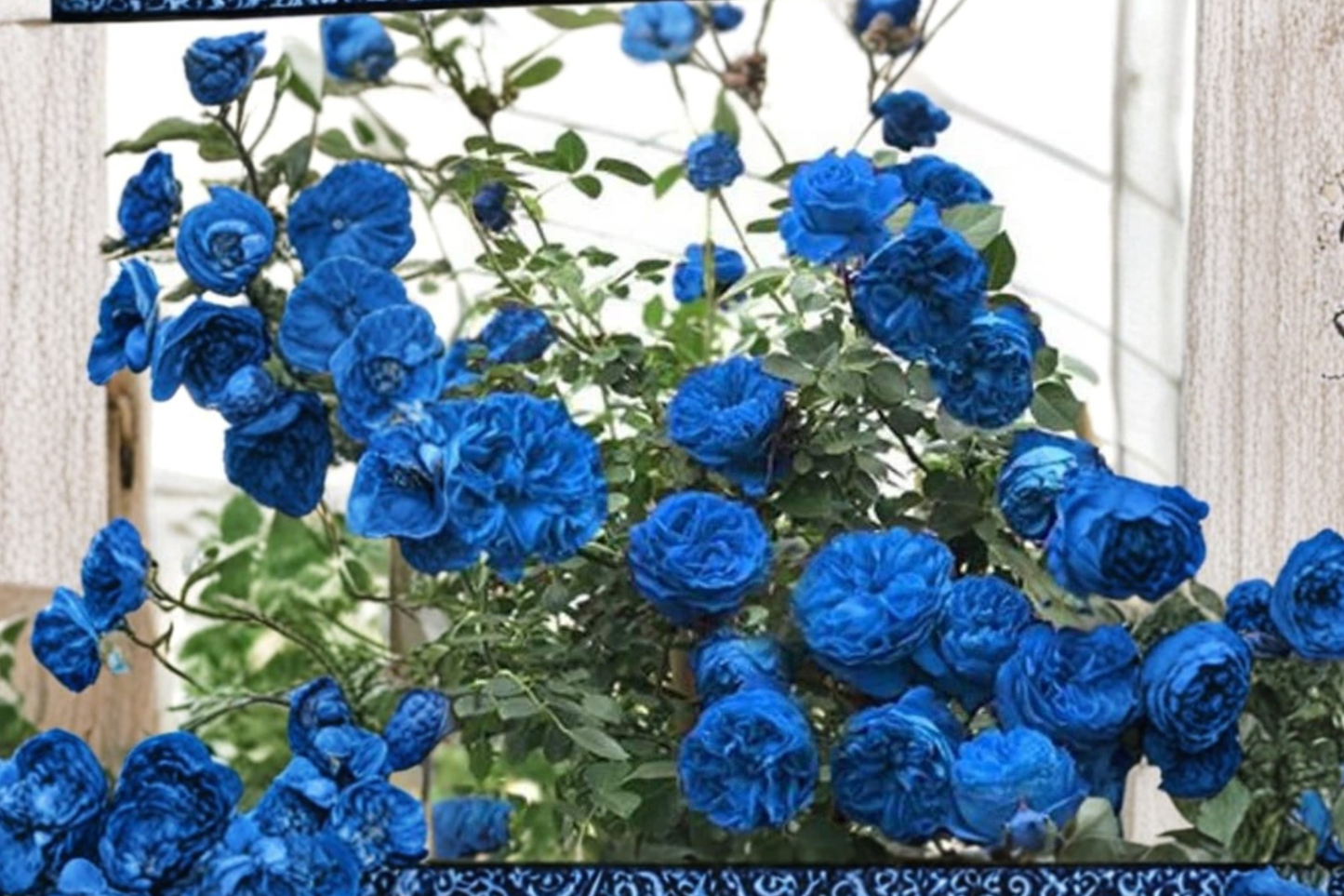 Blue Climbing Rose Seeds Fragrant Flower Vine 20 Seeds for Outdoor Garden Trellis and Fence Growing
