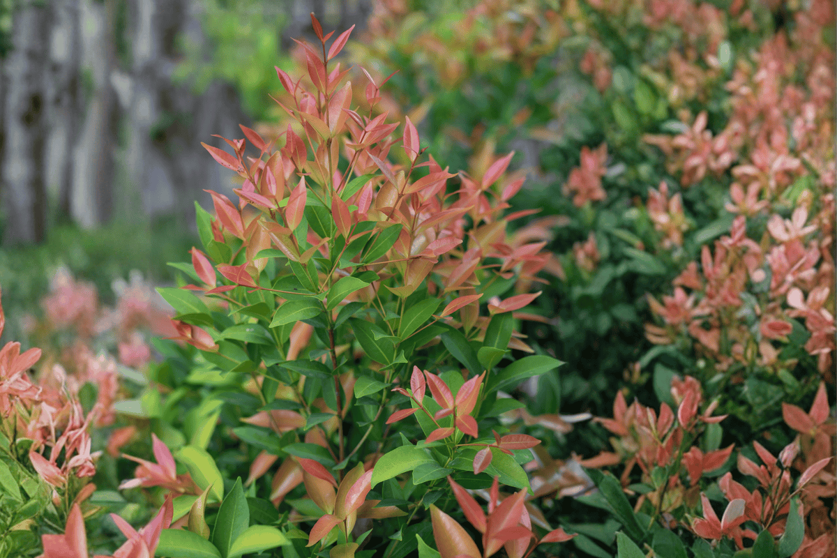 ReJoyce Leucothoe 1 Live Evergreen Shrub, 2 Gallon Pot, 12 Inches – Leucothoe ‘ReJoyce’