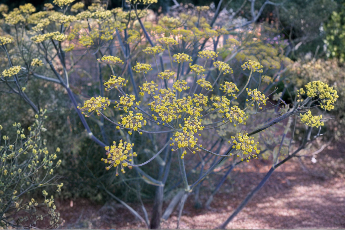 Banquet Dill Live Plants 2 Starter Plants Anethum Graveolens Herb Plant Rooted Garden Herb for Containers and Beds