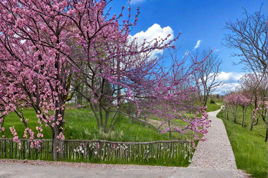 Eastern Redbud Tree Live Plant 1 Gallon Pot – Cercis canadensis Native Flowering Tree Pink Spring Blooms Garden