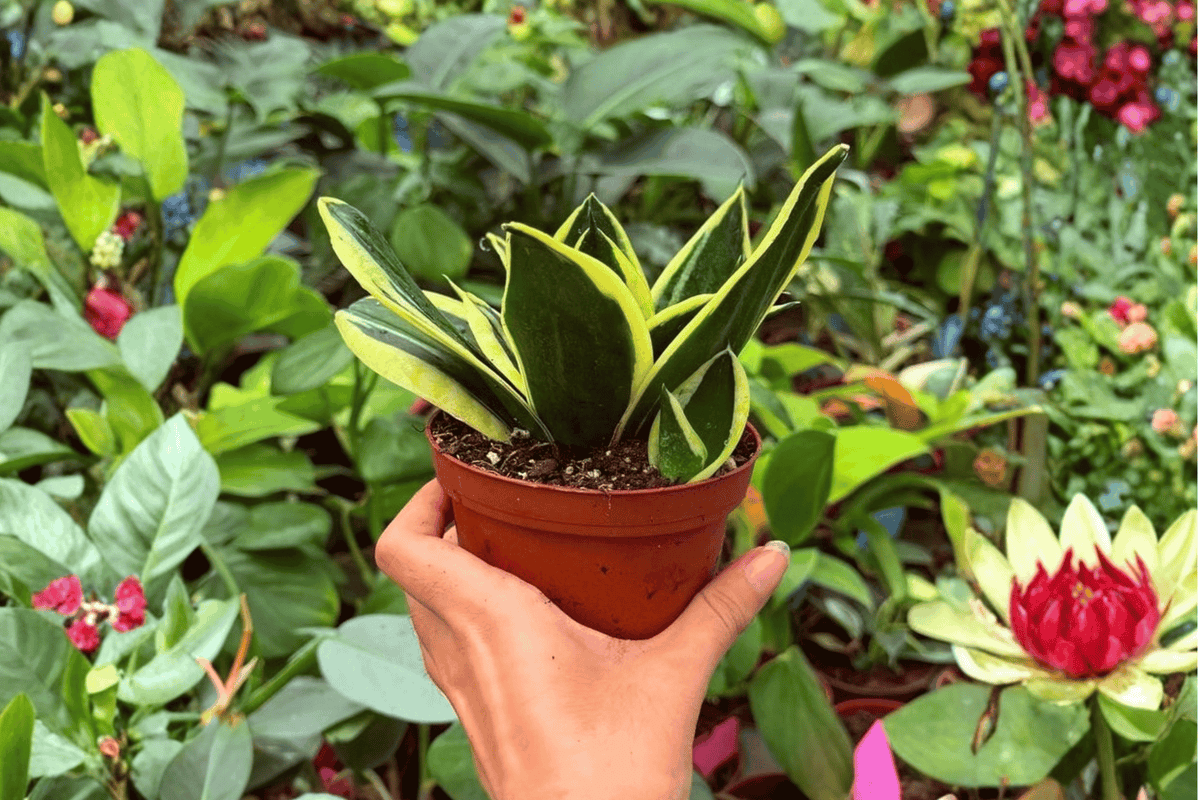 2 Exact Plant Sansevieria Hahnii Lotus – Specific 4” Pot