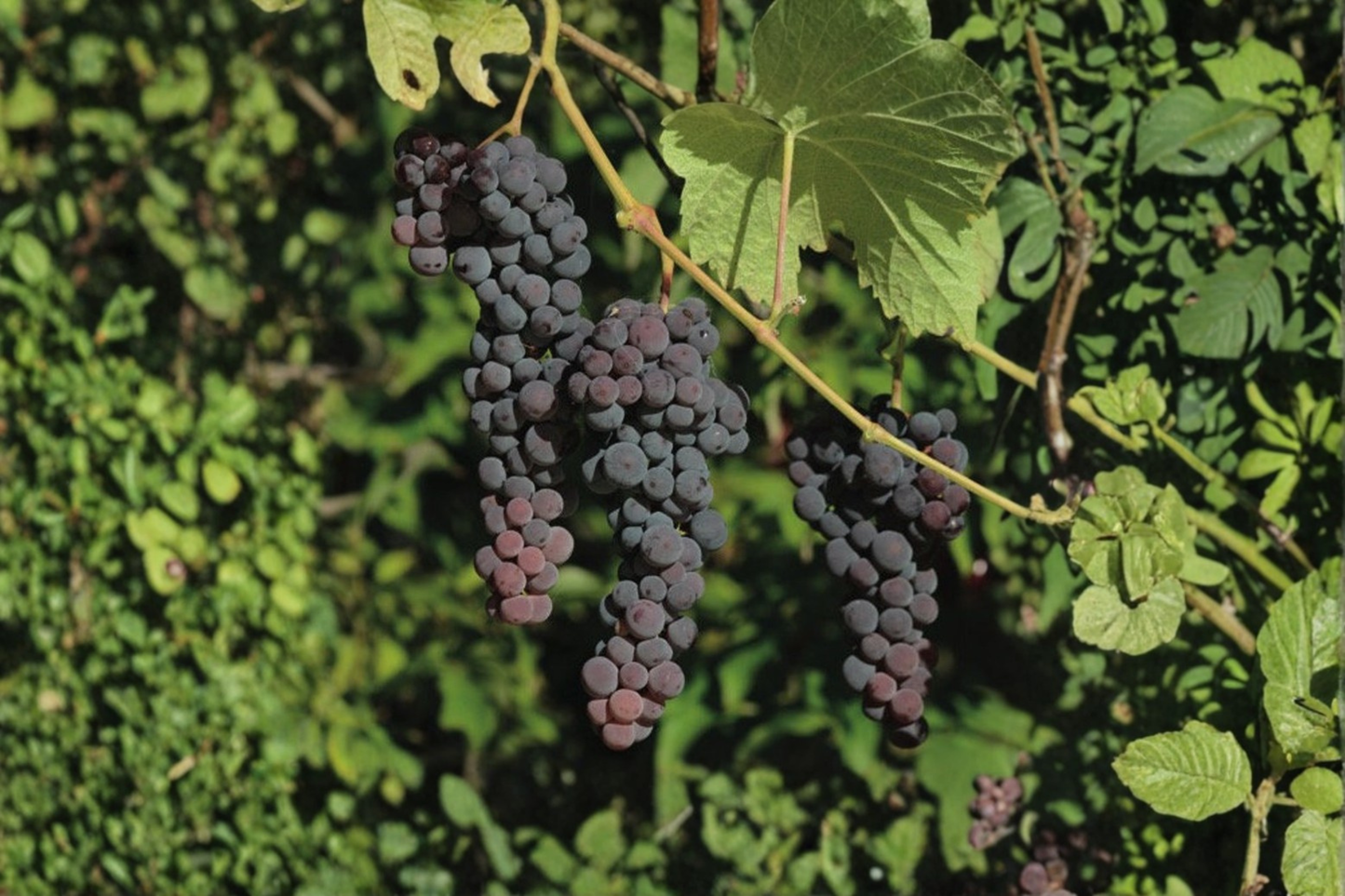 Seedless Blue Muscat Grape Vine Live Plant 1 Gallon Pot 3 Ft Tall Vitis Vinifera Fruit Vine Garden Plant